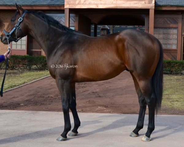 stallion Bayern xx (Thoroughbred, 2011, from Offlee Wild xx)