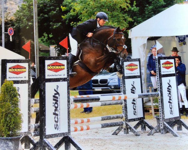 Springpferd Cembalo III (Holsteiner, 2011, von Cancara 11)