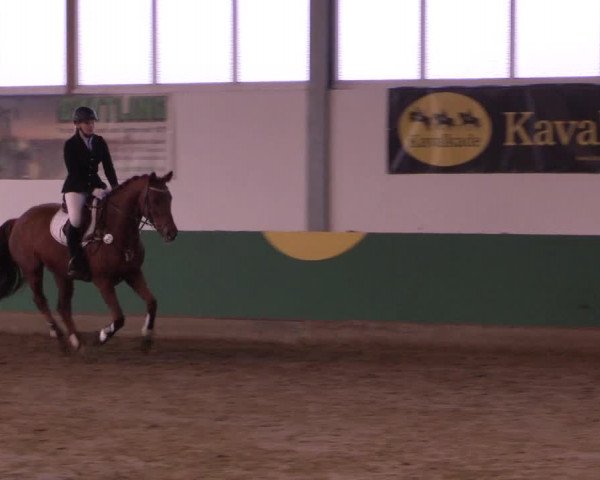 Hallenturnier Warendorf-Freckenhorst 2017