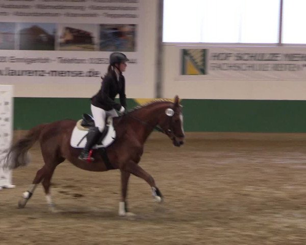 Hallenturnier Warendorf-Freckenhorst 2017