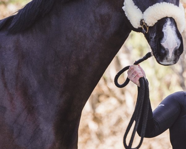 dressage horse Davinci 28 (Hanoverian, 2011, from Desperados FRH)