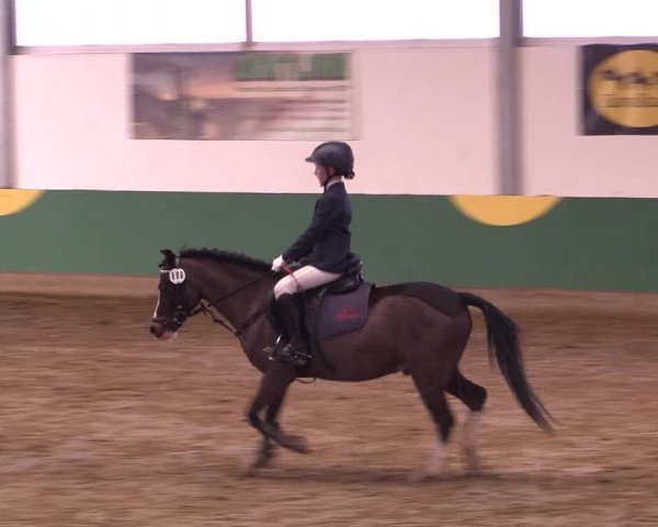 Hallenturnier Warendorf-Freckenhorst 2017