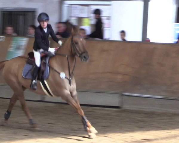 Reitturnier Freudenberg 2017