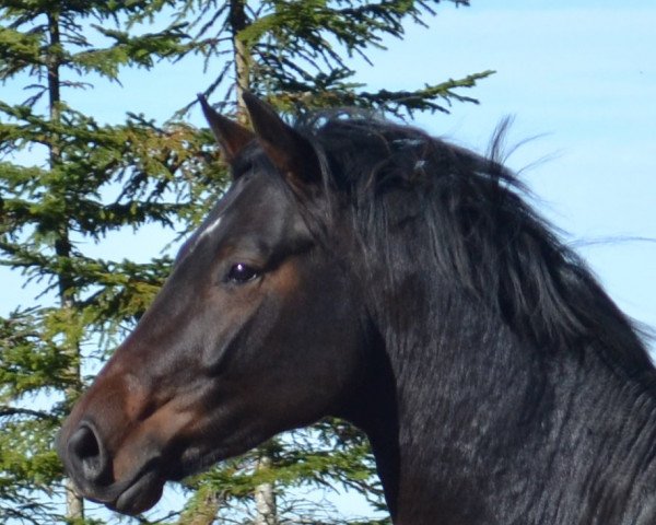 dressage horse Quasar 19 (Württemberger, 2013, from Quadrofino)