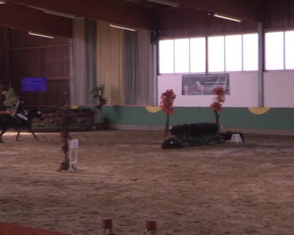 Hallenturnier Warendorf-Freckenhorst 2017