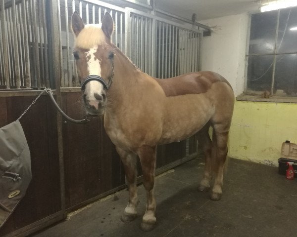 dressage horse Tina (3,32% ox) (Edelbluthaflinger, 2011, from Sonthofen (0,39% ox))
