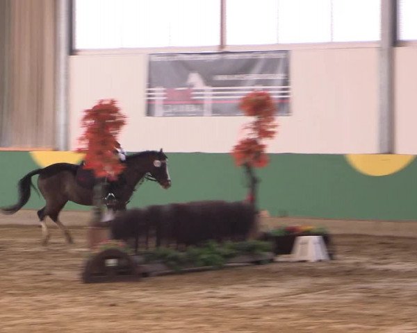 Hallenturnier Warendorf-Freckenhorst 2017