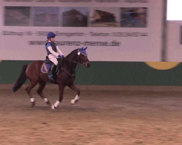 Hallenturnier Warendorf-Freckenhorst 2017