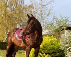 dressage horse Lavaja 2 (unknown, 2012)