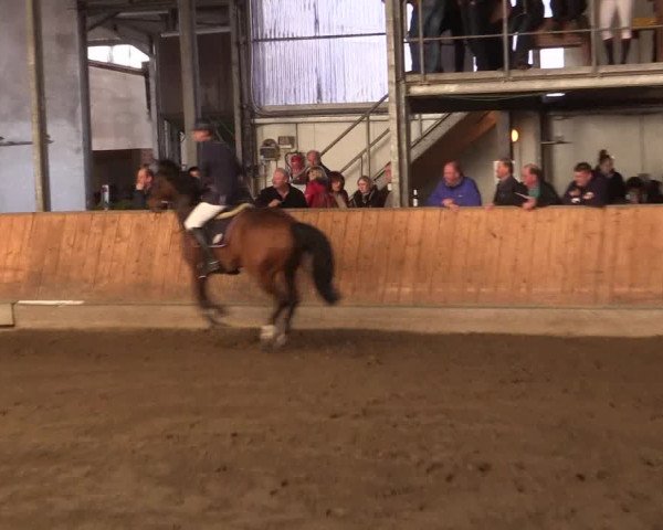 Reitturnier Freudenberg 2017