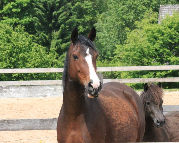 broodmare DVD (German Riding Pony, 2006, from Douglas)