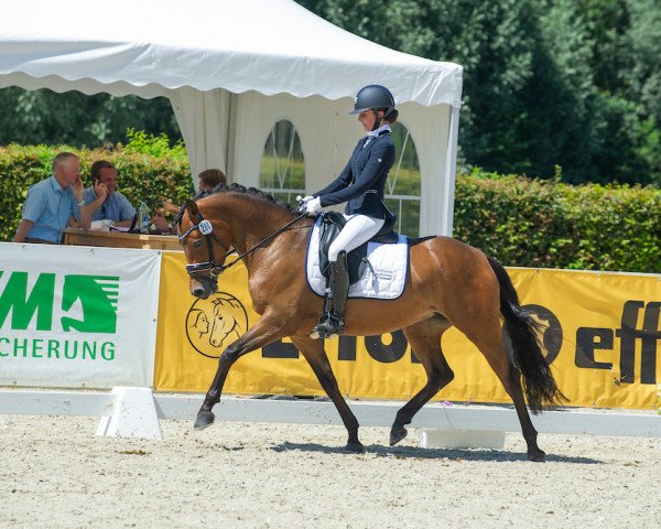 Zuchtstute Global Girl (Deutsches Reitpony, 2017, von HET Golden Dream)