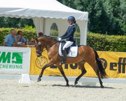 broodmare Global Girl (German Riding Pony, 2017, from HET Golden Dream)