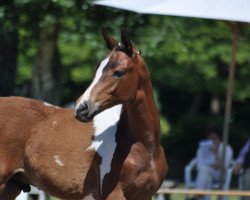 jumper Camar Gazir (Galano Camaro) (Trakehner, 2015, from Camaro)