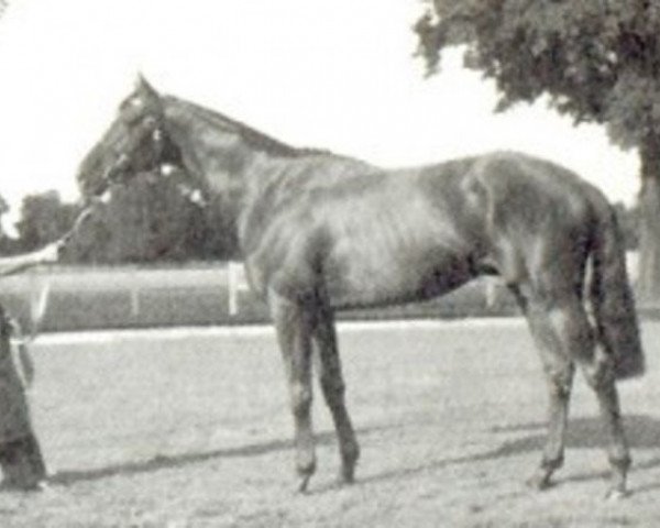 stallion Flamboyant de Fresnay xx (Thoroughbred, 1948, from Pharis II xx)