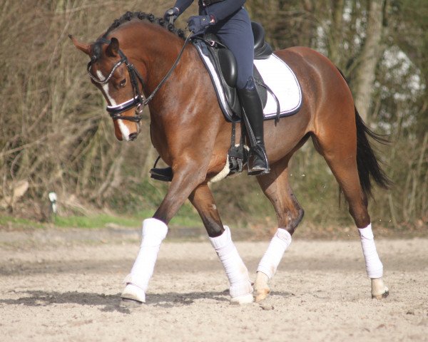 Pferd Dresscode Expression Lady D (Deutsches Reitpony, 2018, von D-Power AT)