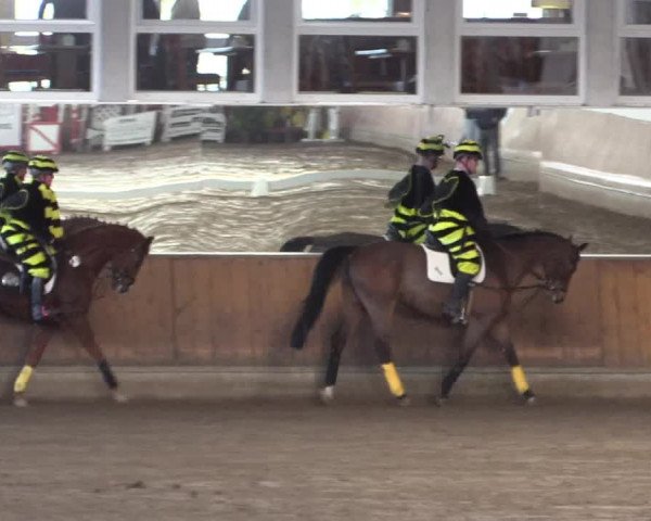Reitturnier Freudenberg 2017