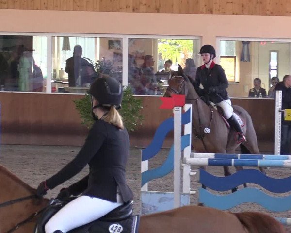 Reitturnier Dettingen 2017