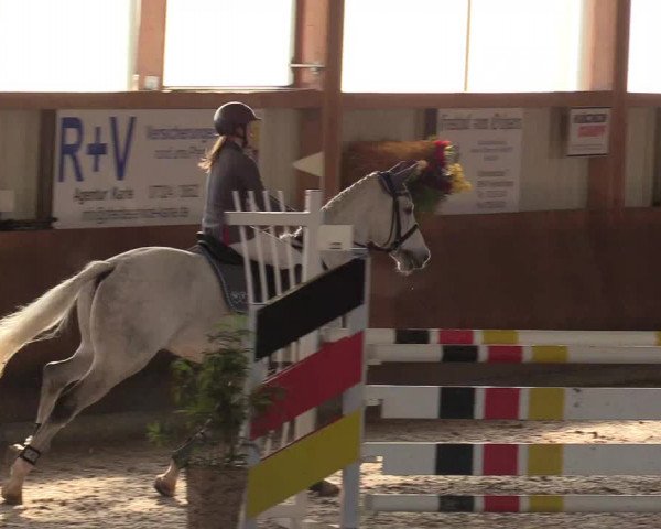 Reitturnier Dettingen 2017