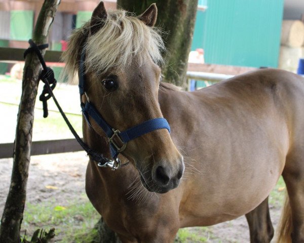 horse Milka (unknown, 2006)