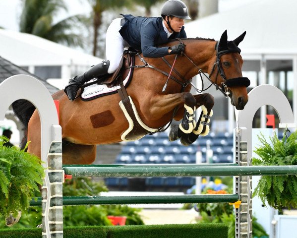 broodmare Zandora Z (Zangersheide riding horse, 2002, from Zandor Z)