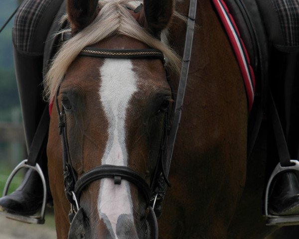 broodmare Flower's daughter (Westphalian, 2000, from Friedenstraum)