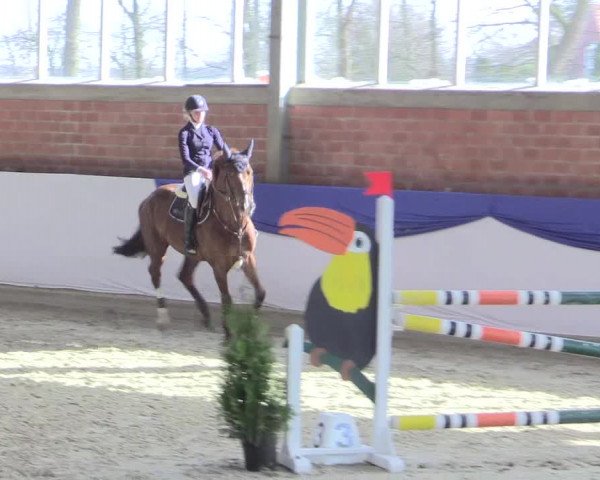 Reitturnier Greven 2017