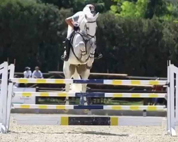 jumper El Basta (KWPN (Royal Dutch Sporthorse), 2009, from Mr Blue) jumper El Basta (KWPN (Royal Dutch Sporthorse), 2009, from Mr Blue)