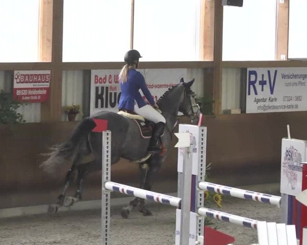 Reitturnier Dettingen 2017