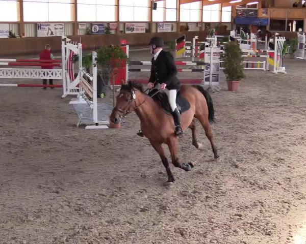 Reitturnier Dettingen 2017