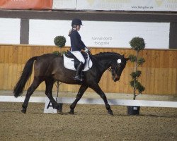 dressage horse Abrisco D (German Riding Pony, 2003, from Amarillys Sensation D)