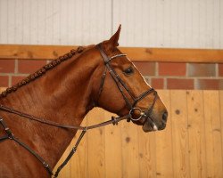 stallion Loewenkoenig Dree Boeken (Hanoverian, 2014, from Darco)