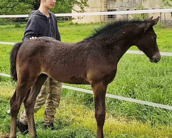 horse Cassino de Tender (Oldenburg show jumper, 2017, from Cassin 2)
