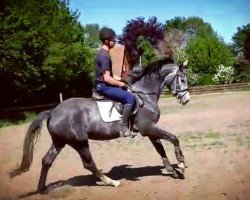 Springpferd Diadora DZ (Holsteiner, 2015, von Diarado)