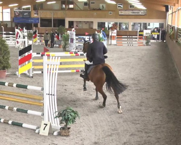 Reitturnier Dettingen 2017
