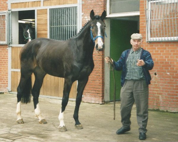 Zuchtstute Kira XXIII (Holsteiner, 1995, von Cambridge) Zuchtstute Kira XXIII (Holsteiner, 1995, von Cambridge)