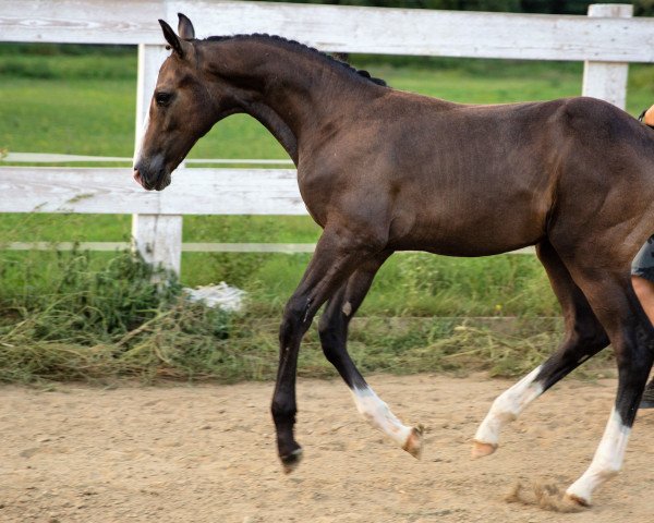 horse Uranus Touch (Oldenburg show jumper, 2018, from Untouchable)
