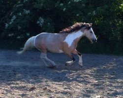 horse Fridolin Cox (Welsh mountain pony (SEK.A), 2010)