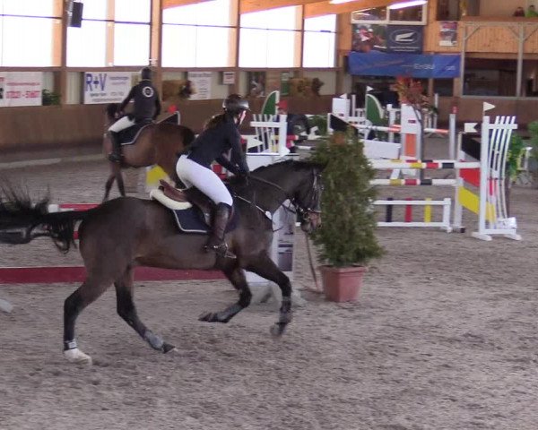 Reitturnier Dettingen 2017