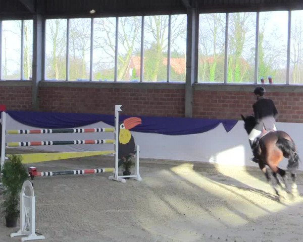 Reitturnier Greven 2017