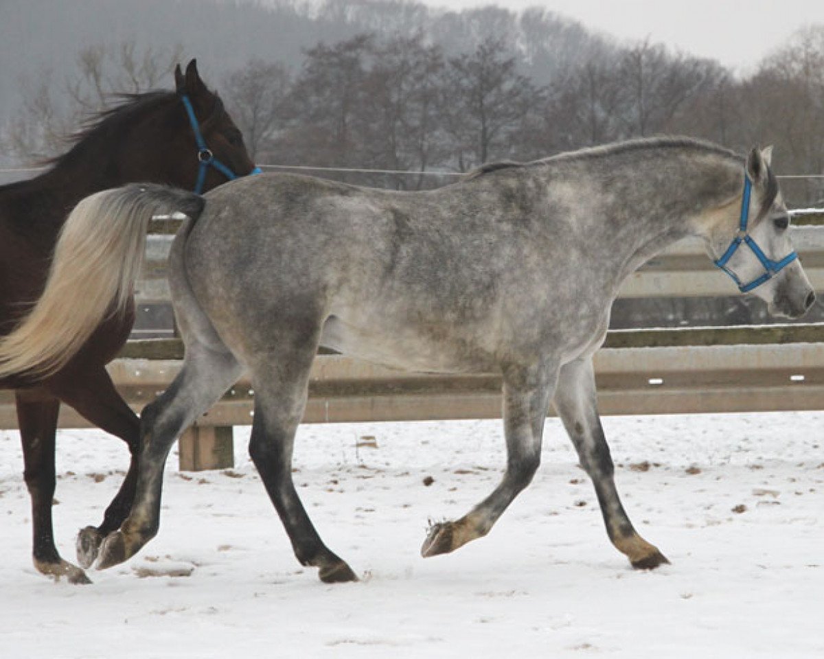 horse Emandor (Arabian purebred, 2016, from Kahil Al Shaqab ox)
