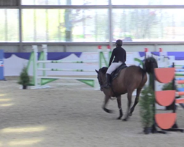 Reitturnier Greven 2017