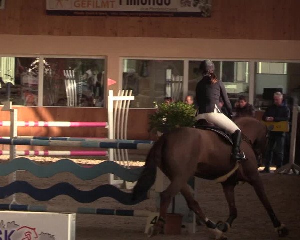 Reitturnier Dettingen 2017