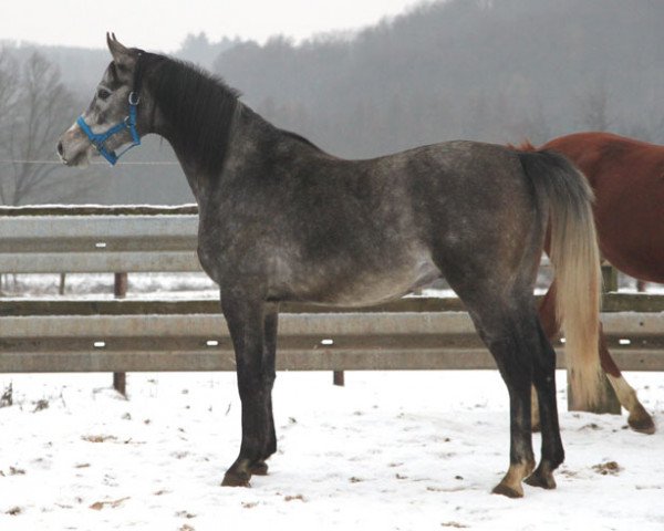 dressage horse El Temur (Arabian purebred, 2016)