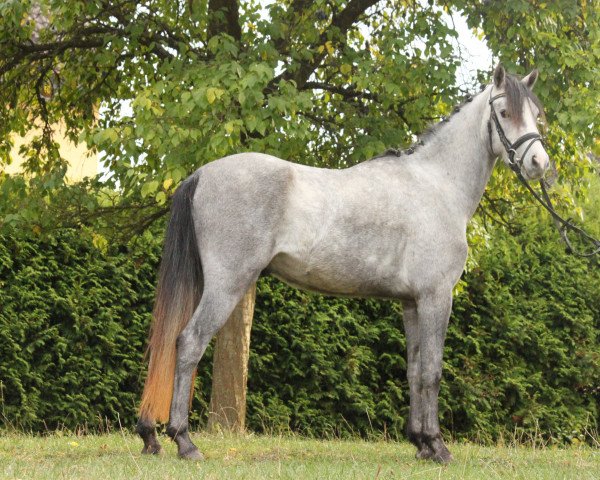 horse Diamond Dancer (German Riding Pony, 2015, from D-Day AT)