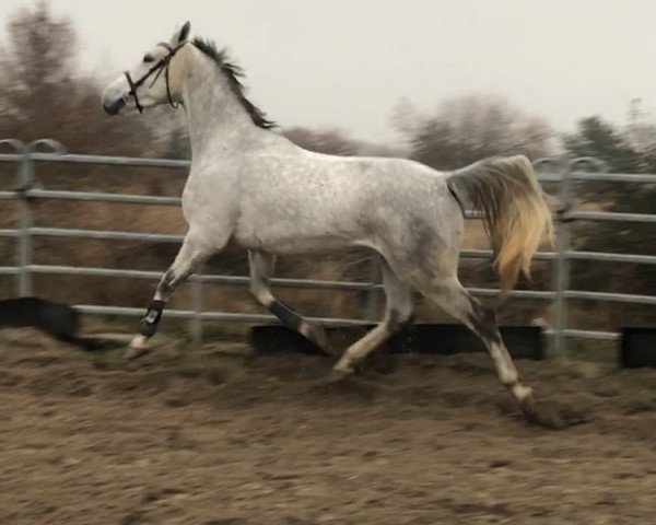 horse Saron (Great Poland (wielkopolska), 2014, from Rulon)