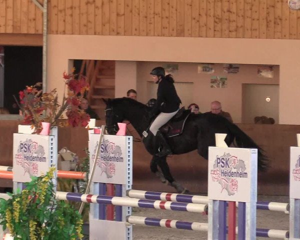 Reitturnier Dettingen 2017