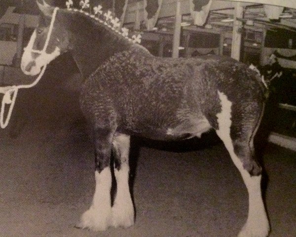 Zuchtstute Cal-Eden Kelly (Clydesdale, 1990, von Doura King O' the Ring) Zuchtstute Cal-Eden Kelly (Clydesdale, 1990, von Doura King O' the Ring)