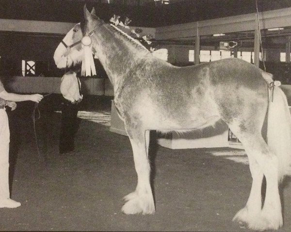 broodmare Hewal Legacy O'King (Clydesdale, 1996, from Doura King O' the Ring)