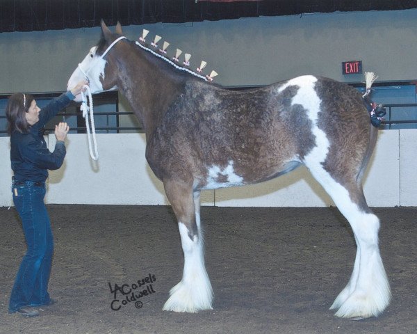 broodmare Westedge Theresa (Clydesdale, 2009, from Aghadowey Prince William)
